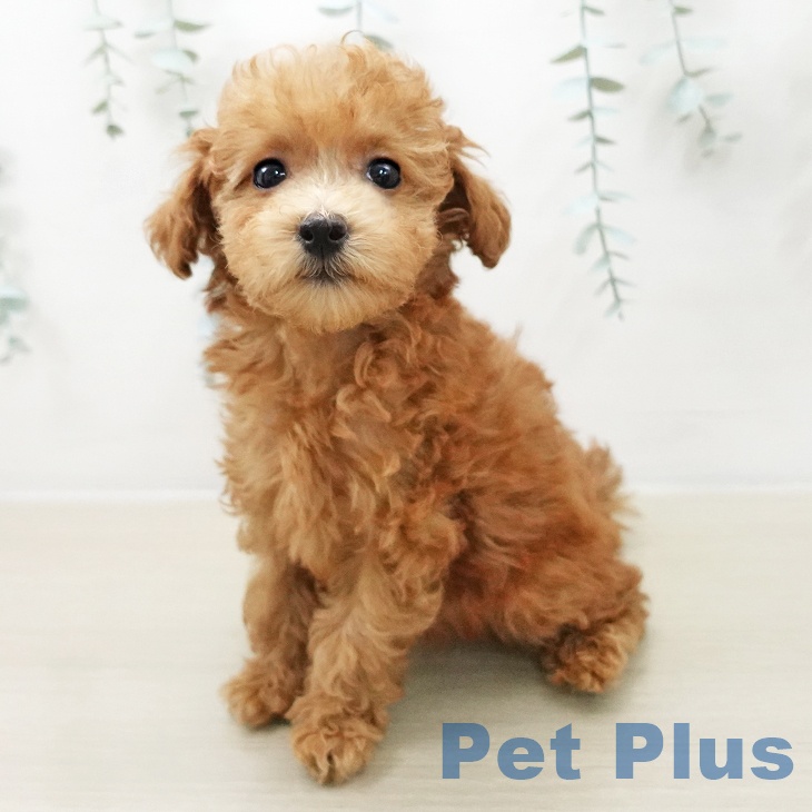 トイ・プードル