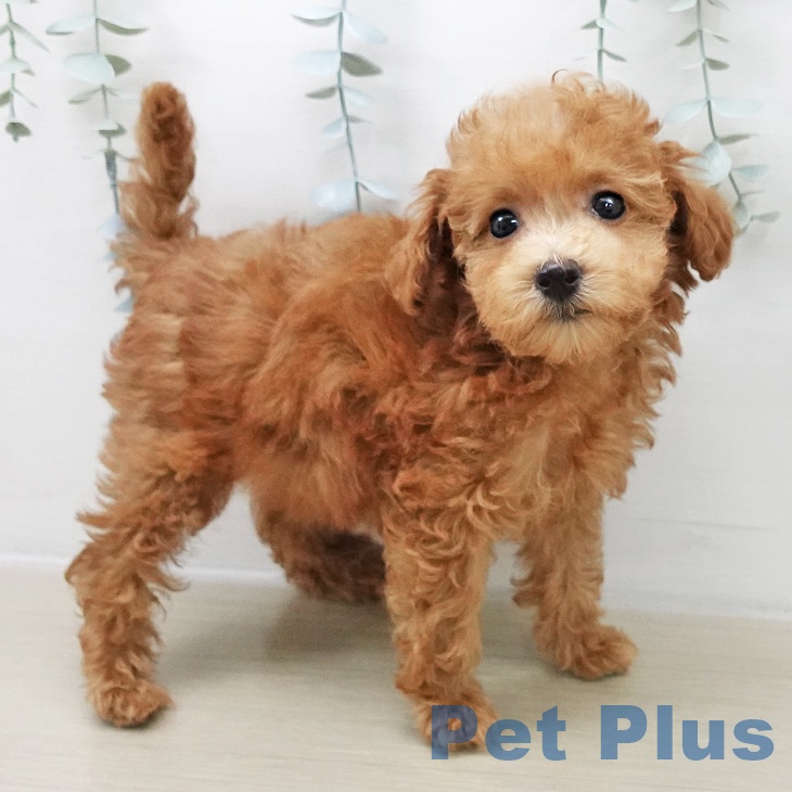 トイ・プードル