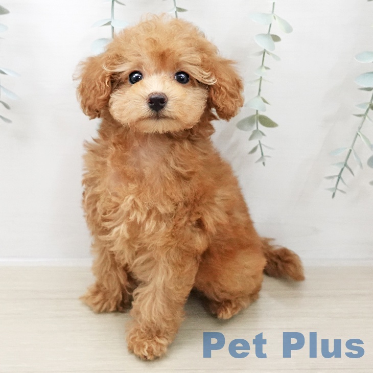 トイ・プードル