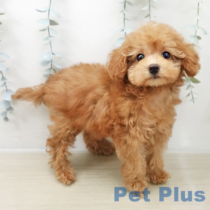 トイ・プードル