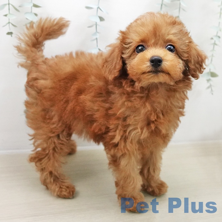 トイ・プードル