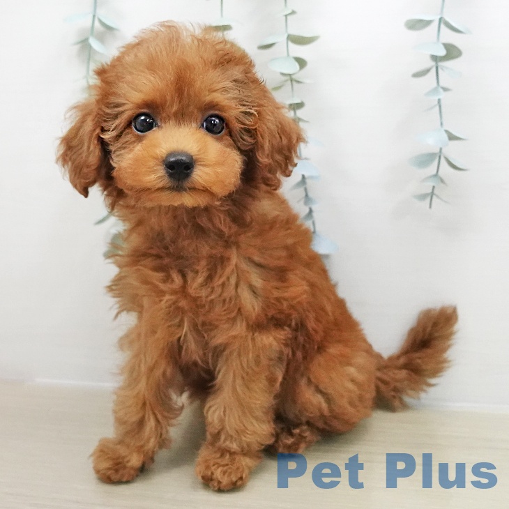 トイ・プードルの写真2