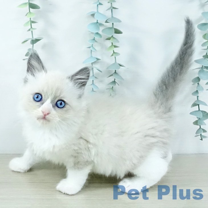 ラグドールの写真2