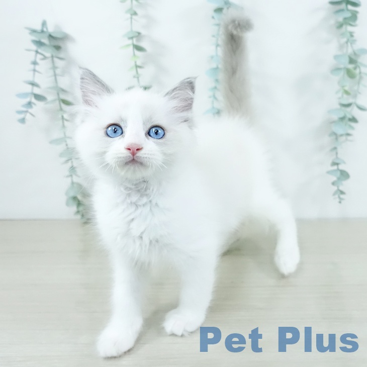 ラグドールの写真2