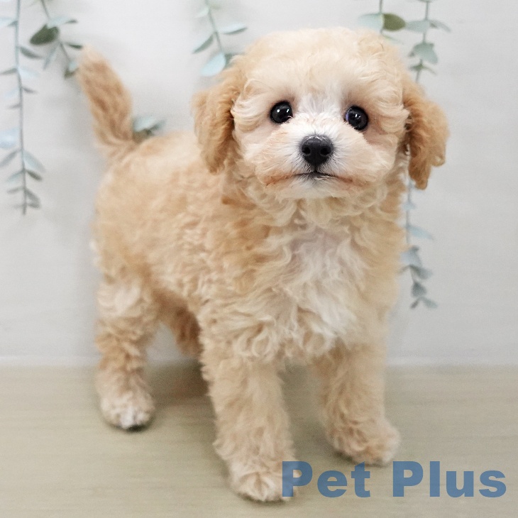 トイ・プードル