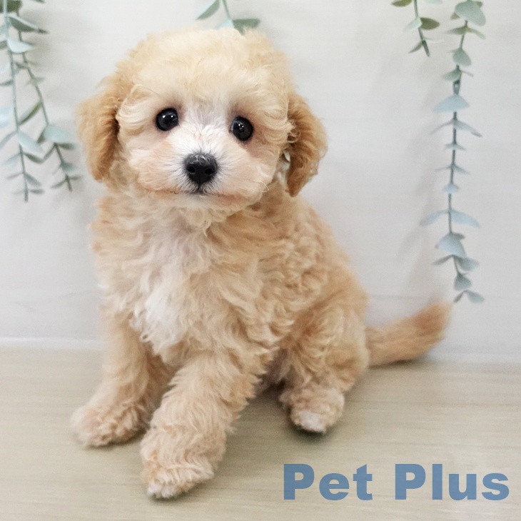 トイ・プードルの写真2