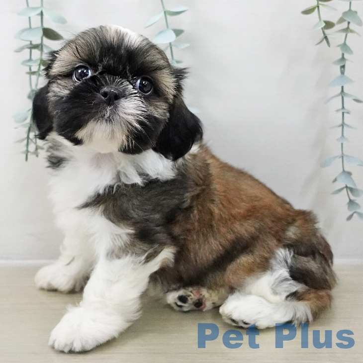 シー・ズーの写真2