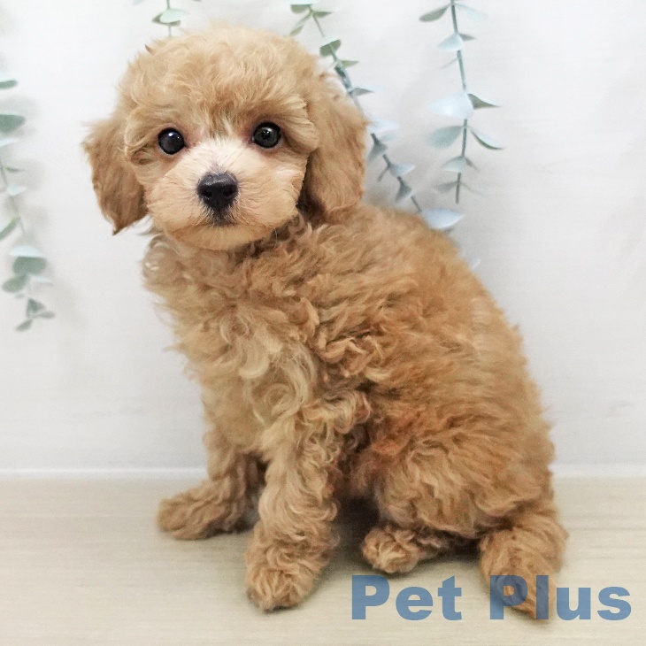 トイ・プードル