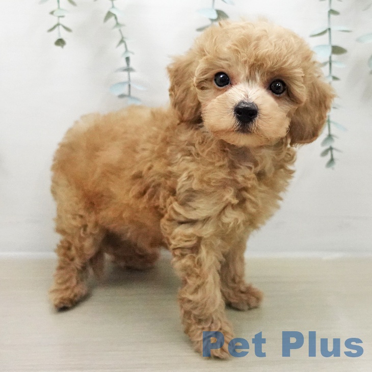 トイ・プードルの写真2