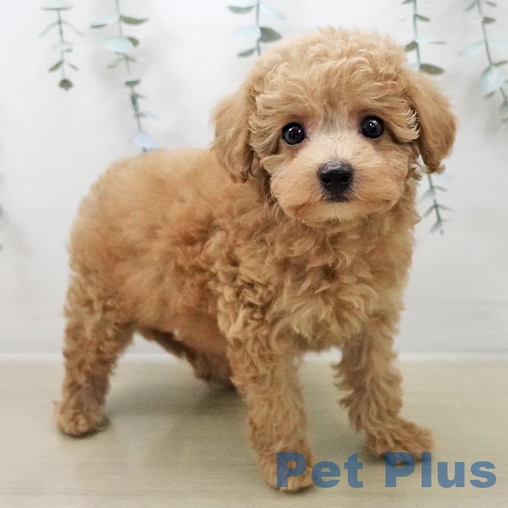 トイ・プードル