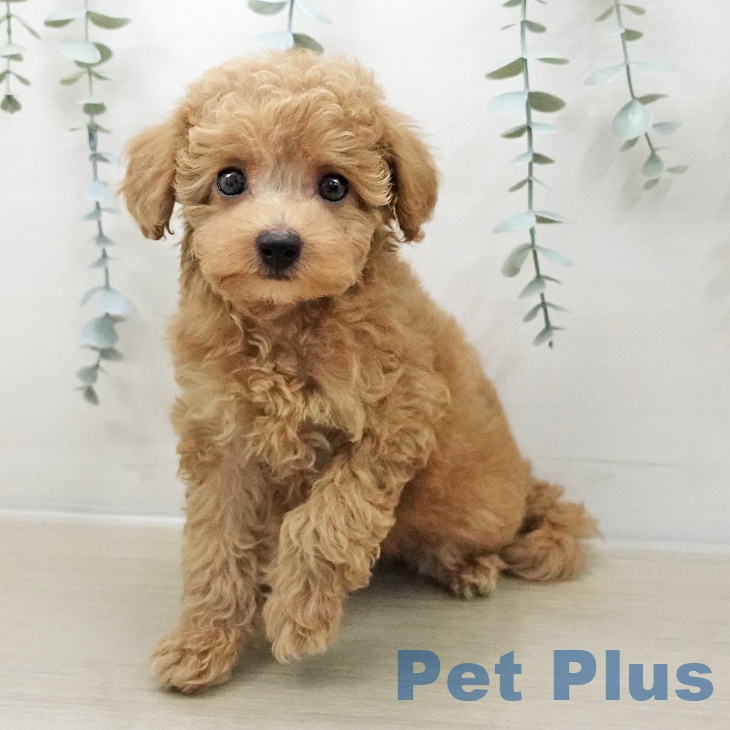 トイ・プードル