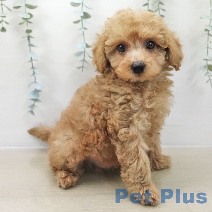 トイ・プードル