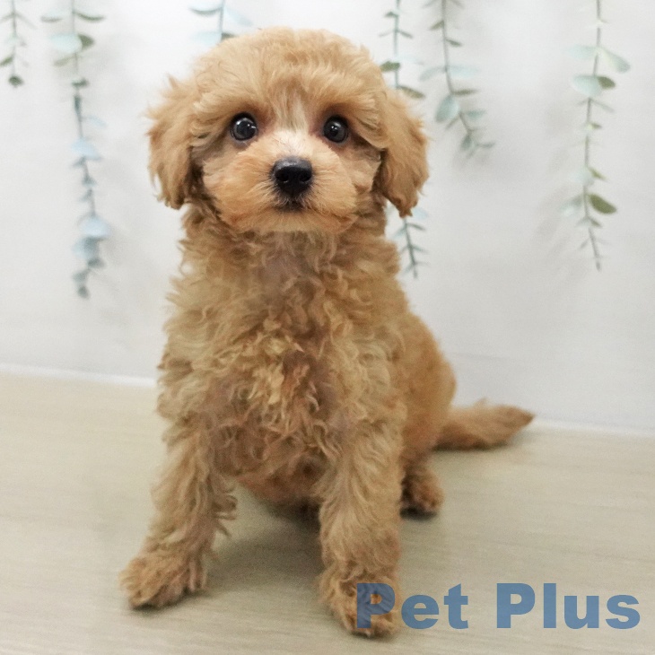 トイ・プードル