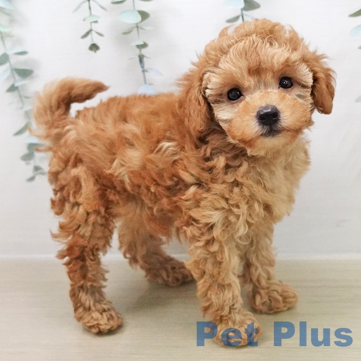 トイ・プードルの写真2