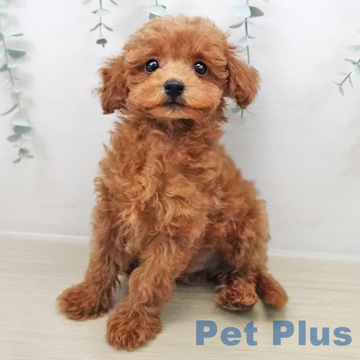 トイ・プードル