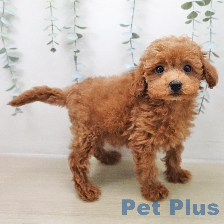 トイ・プードル