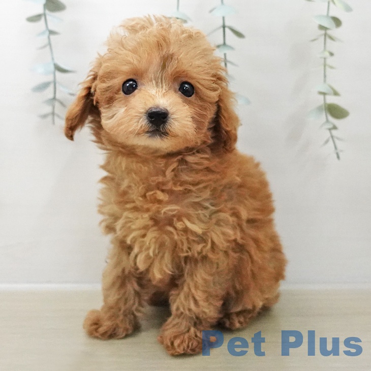 トイ・プードル