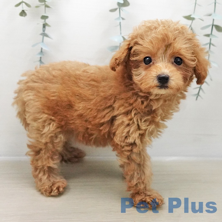 トイ・プードルの写真2