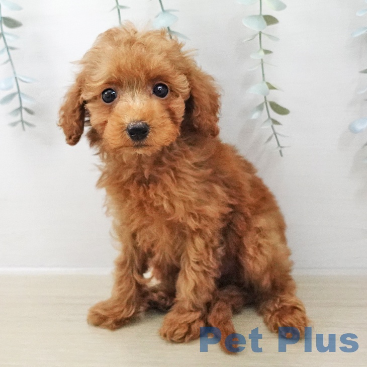 トイ・プードルの写真2