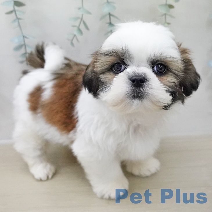 シー・ズーの写真2