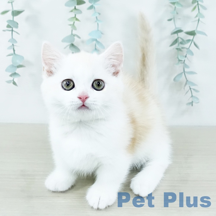 ミヌエットの写真2