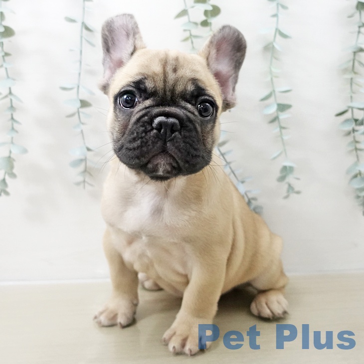 フレンチ・ブルドッグ