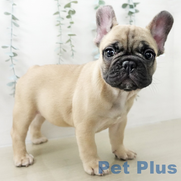 フレンチ・ブルドッグの写真2