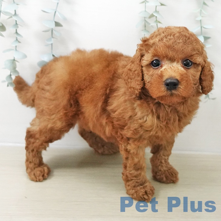 トイ・プードル