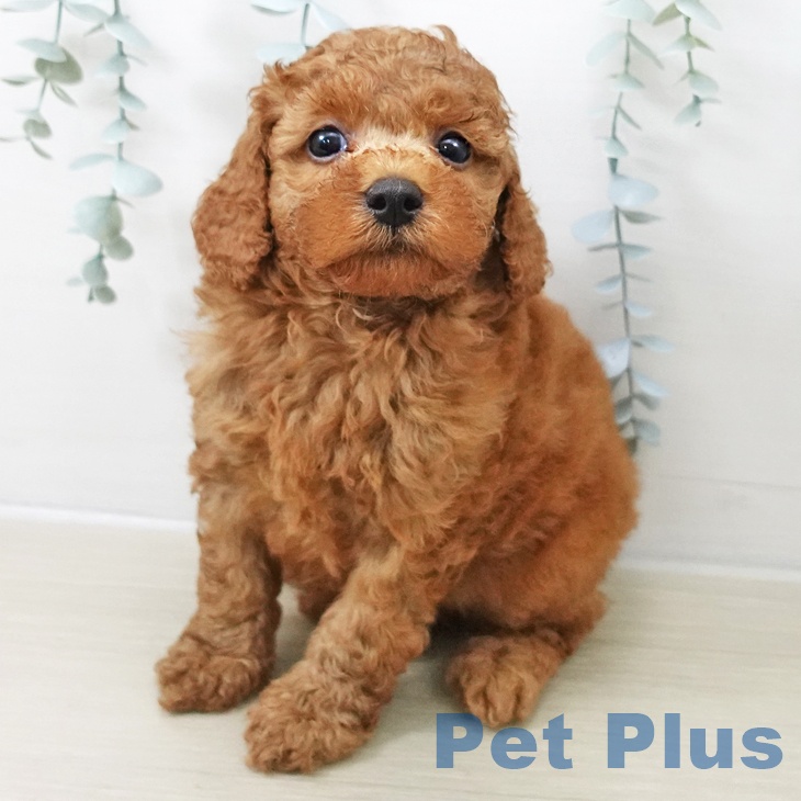 トイ・プードルの写真2