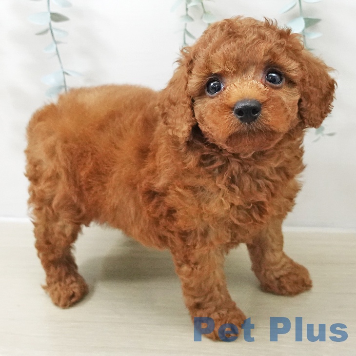 トイ・プードル