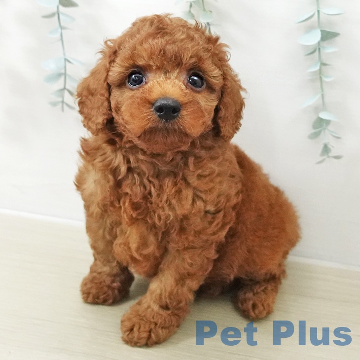 トイ・プードルの写真2