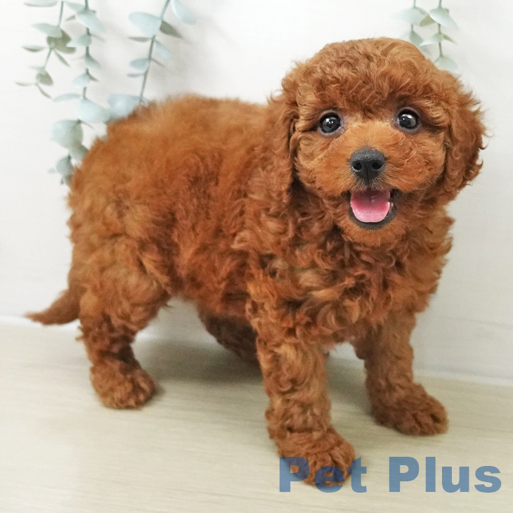 トイ・プードル