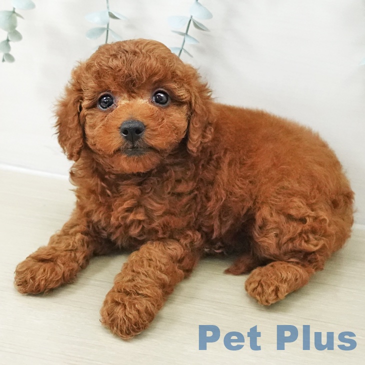 トイ・プードルの写真2