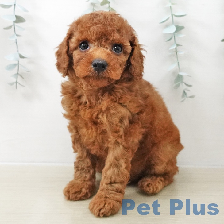 トイ・プードルの写真2