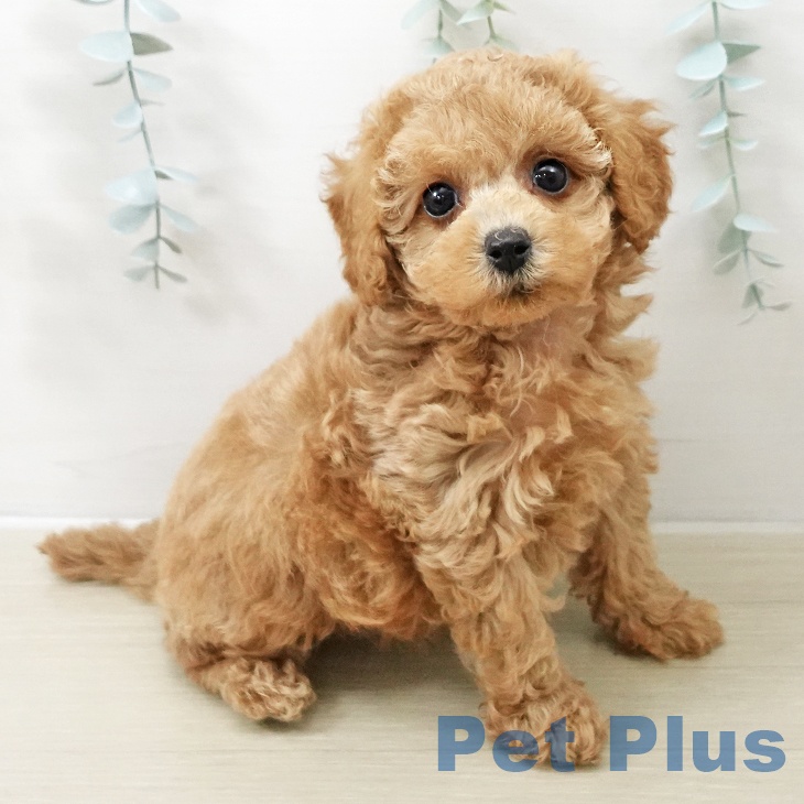 トイ・プードル