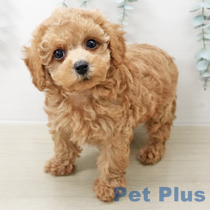 トイ・プードルの写真2