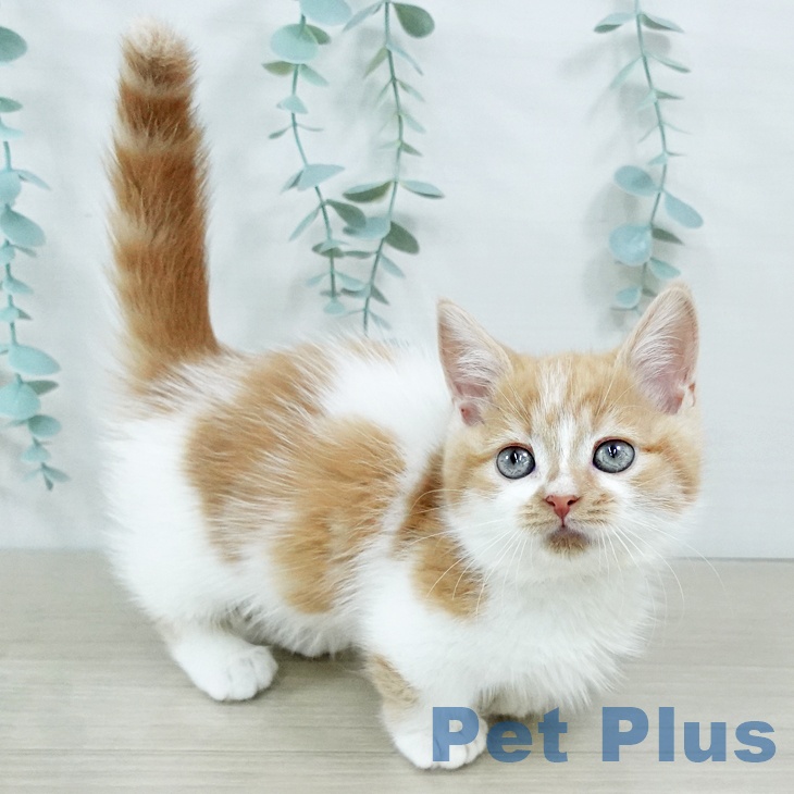 ミヌエットの写真2