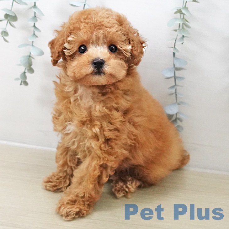 トイ・プードル