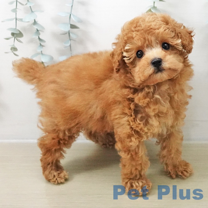 トイ・プードル