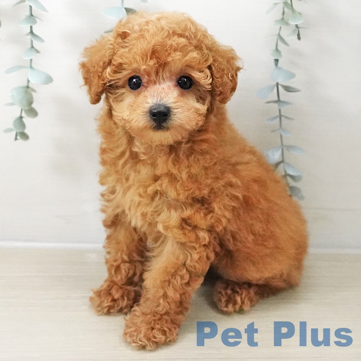 トイ・プードル