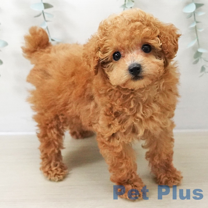 トイ・プードルの写真2