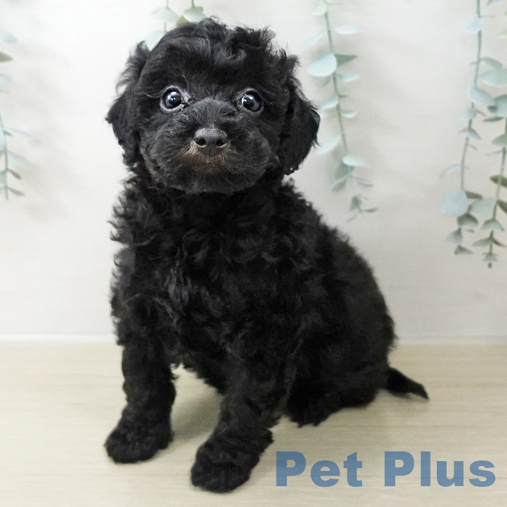 トイ・プードル