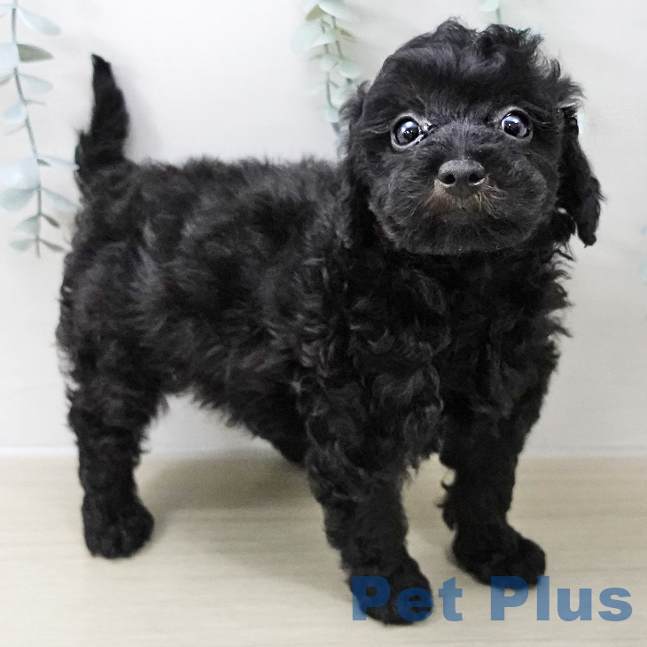 トイ・プードルの写真2