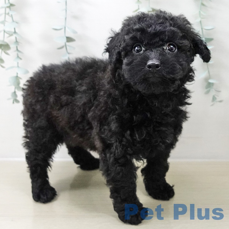 トイ・プードル