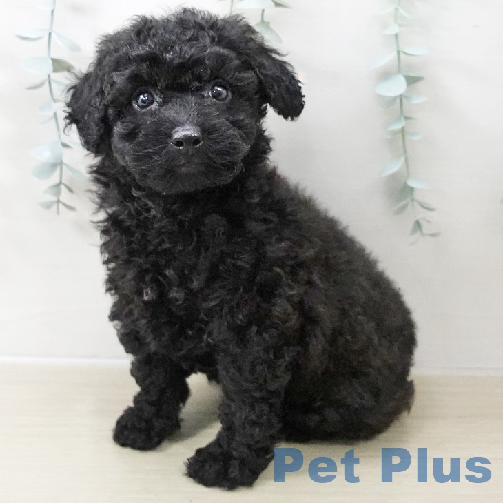 トイ・プードルの写真2