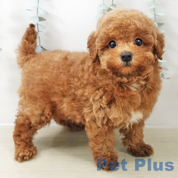 トイ・プードル