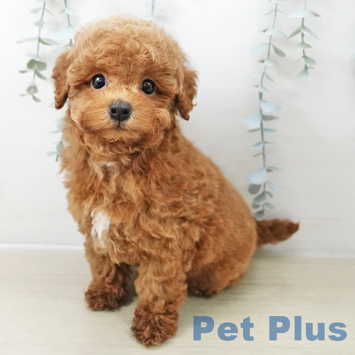 トイ・プードルの写真2