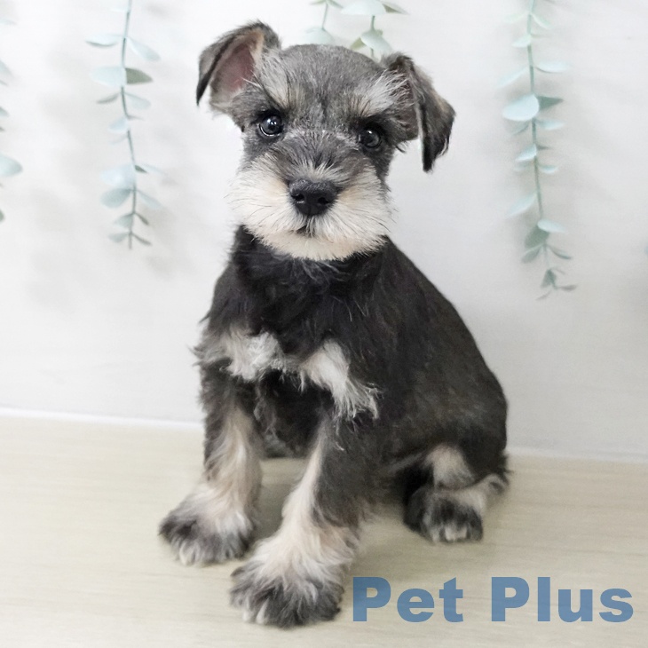 ミニチュア・シュナウザー