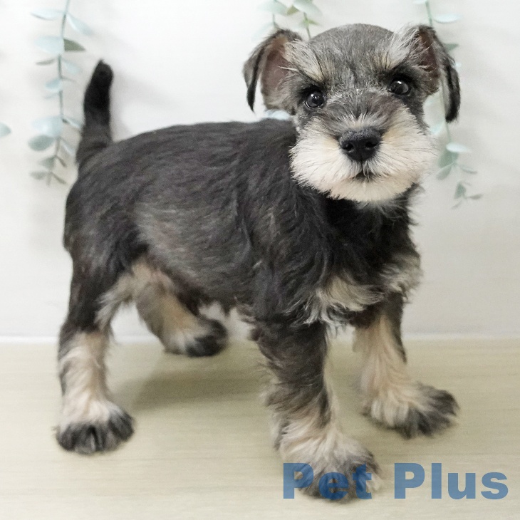 ミニチュア・シュナウザーの写真2