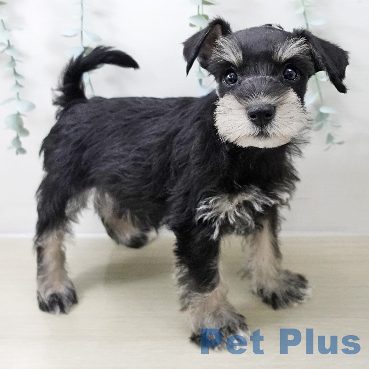 ミニチュア・シュナウザー